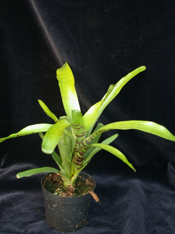 neoregelia ampullacea hell 02