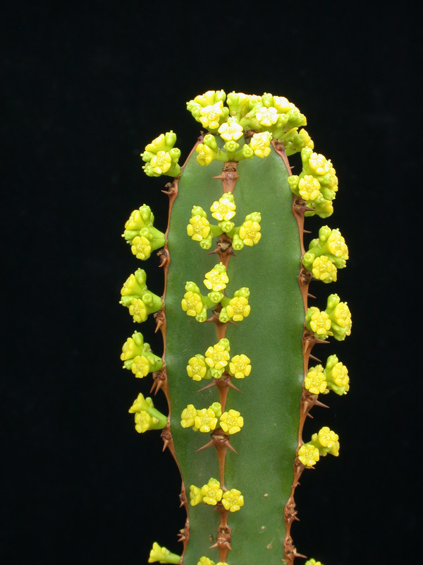 euphorbia ledinii 01