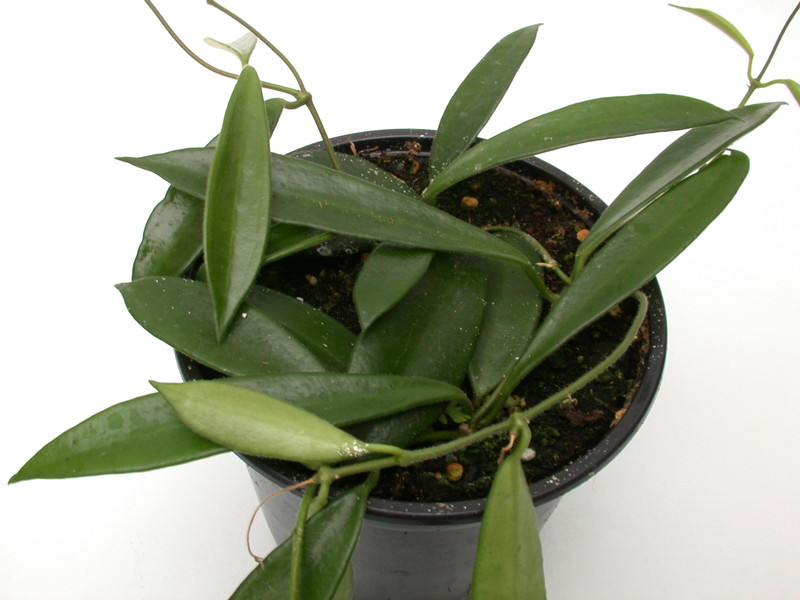 hoya dennisii 3958
