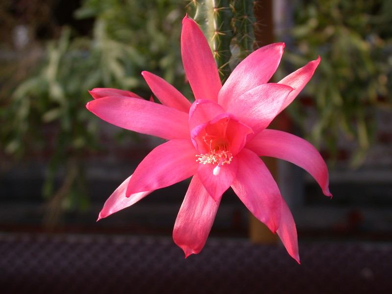 aporocactus glorianna 9660