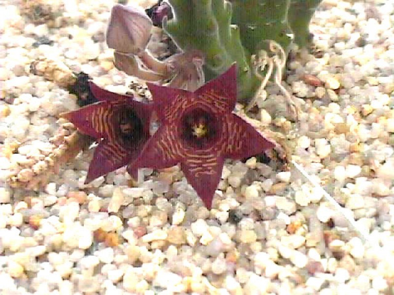 stapelia kougabergensis