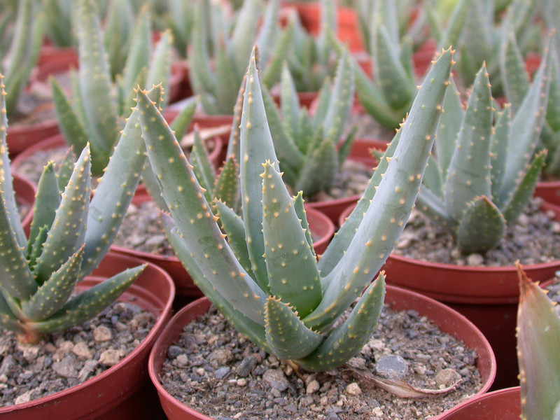aloe dichotoma klein pella rsa