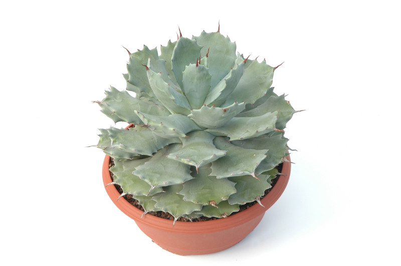 agave potatorum 8384
