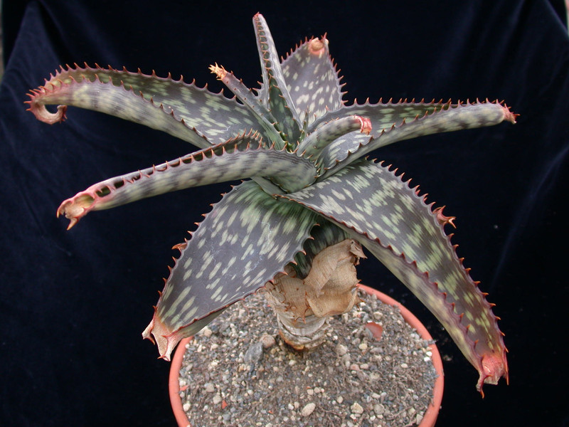 aloe mudenensis 01