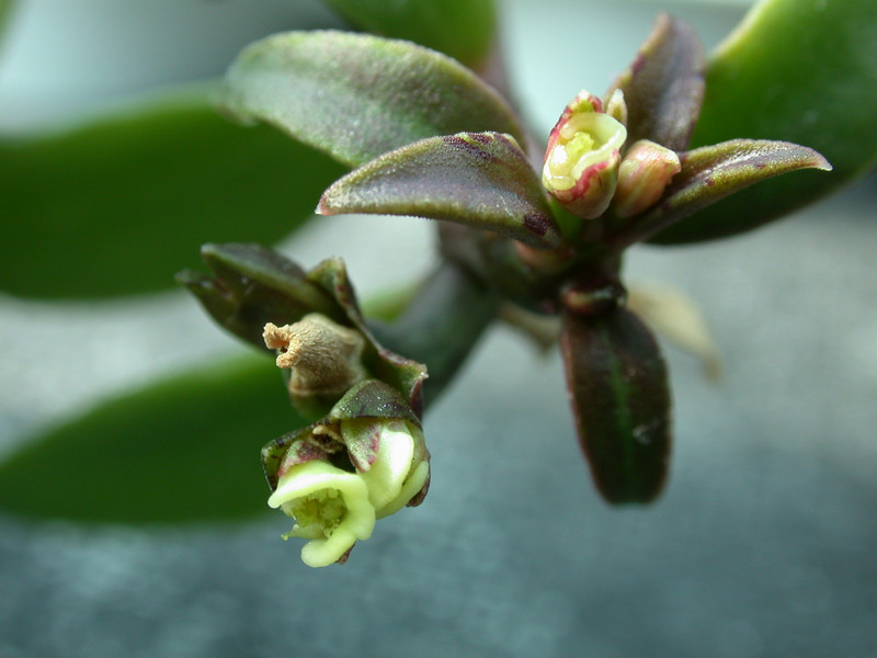 monadenium montanum rubellum es1775 02