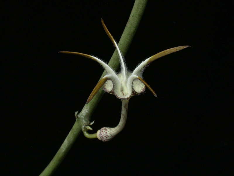 ceropegia stapeliaeformis9
