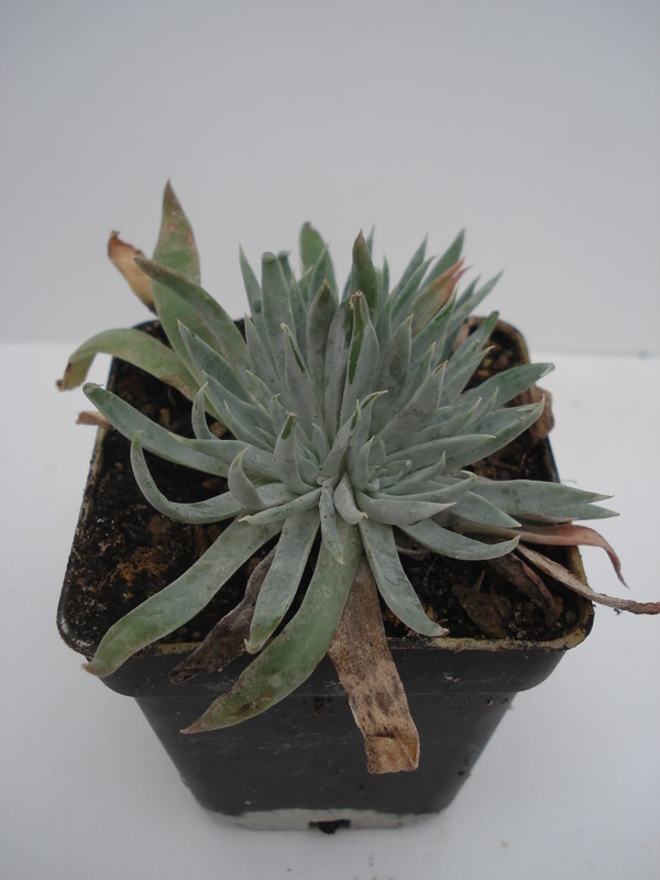 dudleya calcicola
