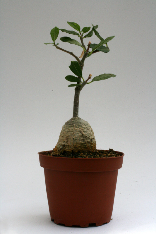 fockea edulis 9675