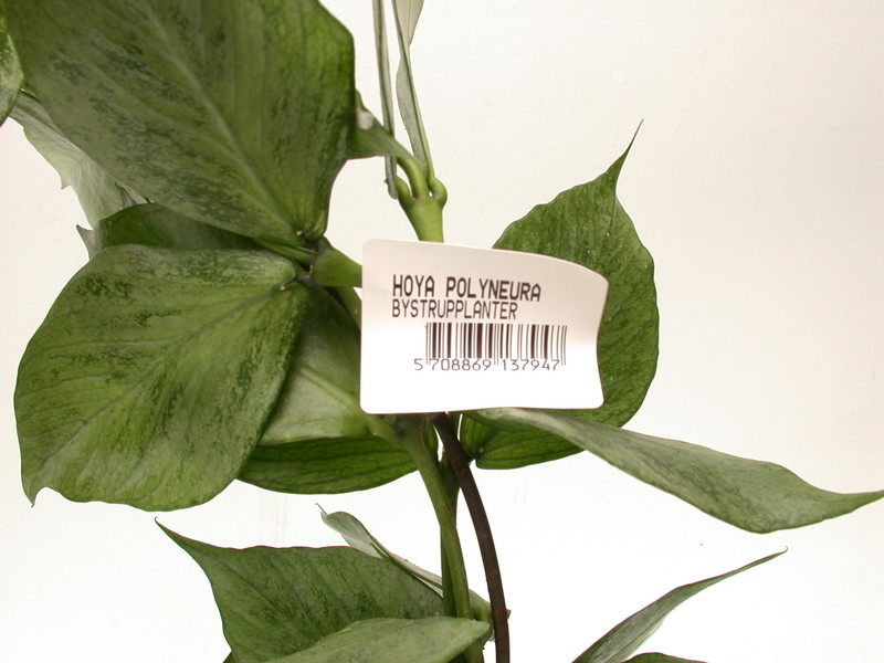 hoya polyneura 3936