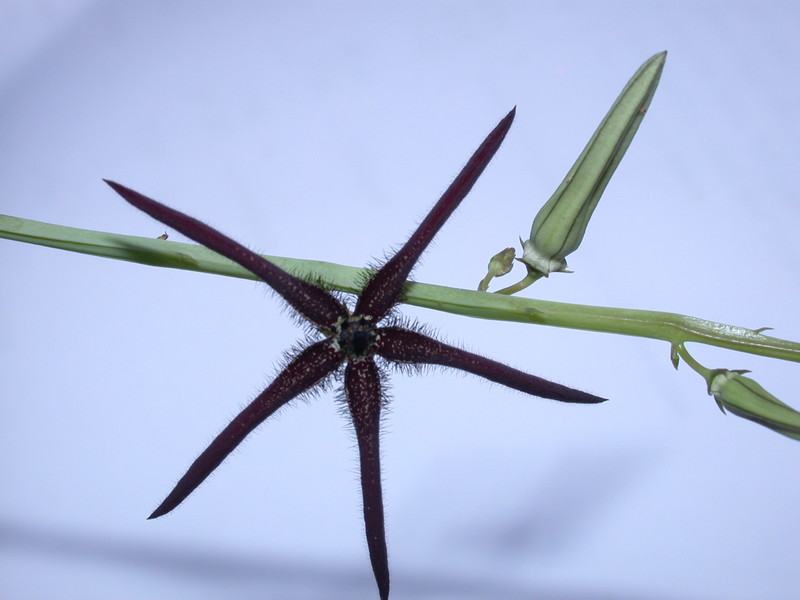 caralluma procumbens india d1664 04