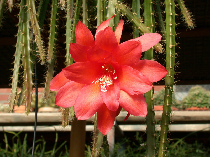 aporocactus naja1