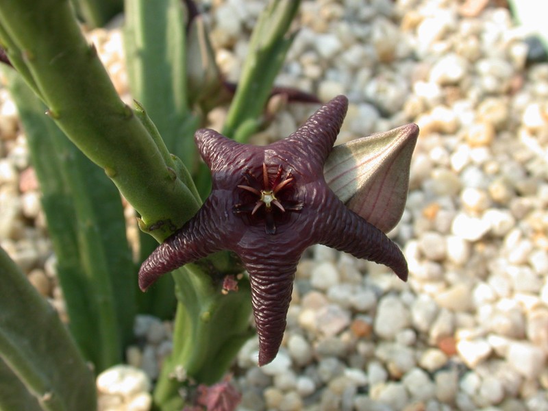 stapelia baylissii oudekraal 01