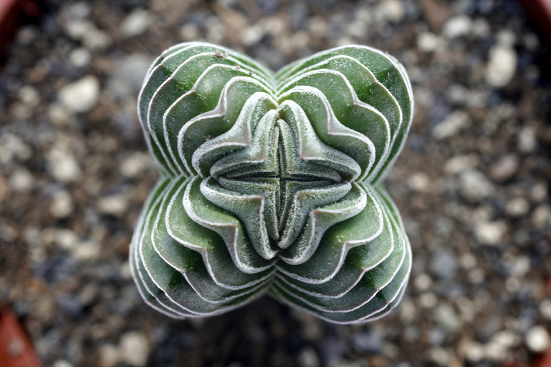 crassula buddhas temple 8315