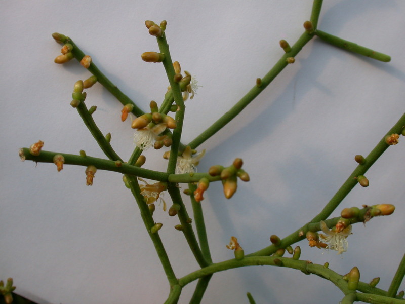 rhipsalis teres heteroclada 2022