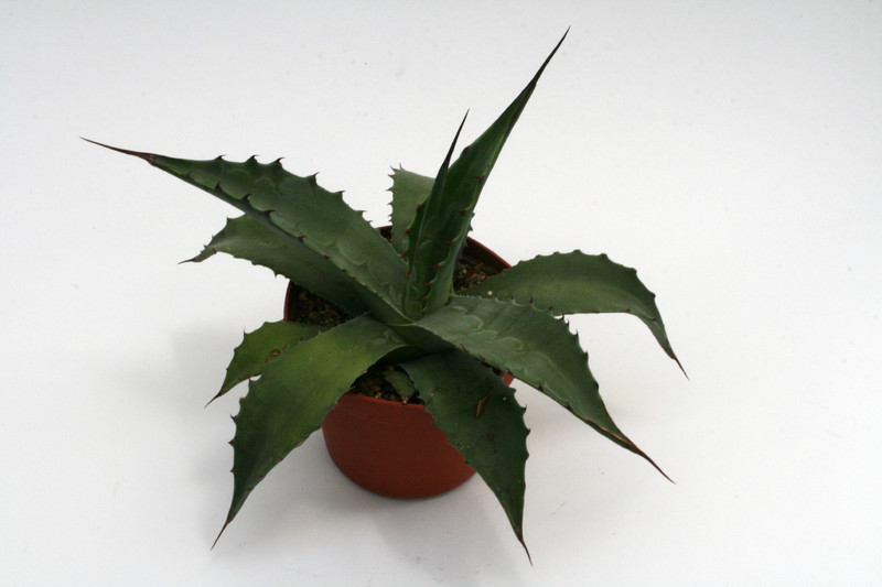 agave potatorum galeana 0112