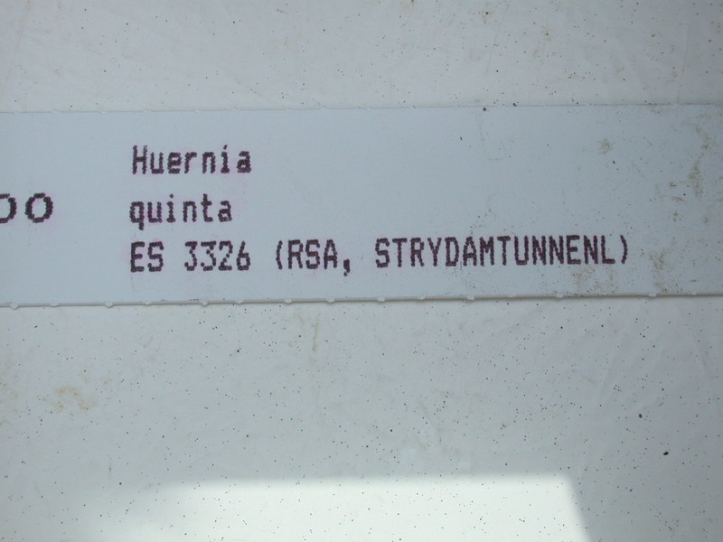 huernia quinta es3326 03