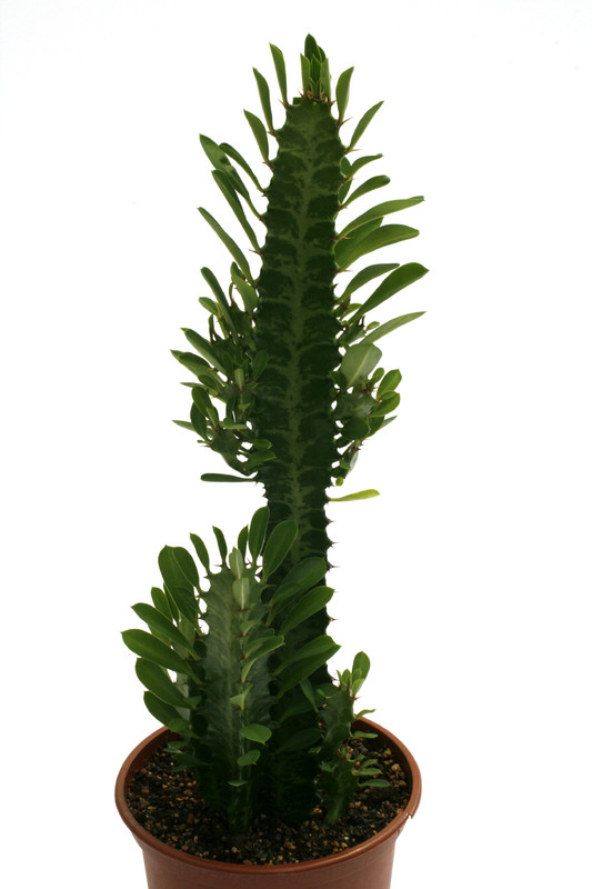 euphorbia trigona 0603