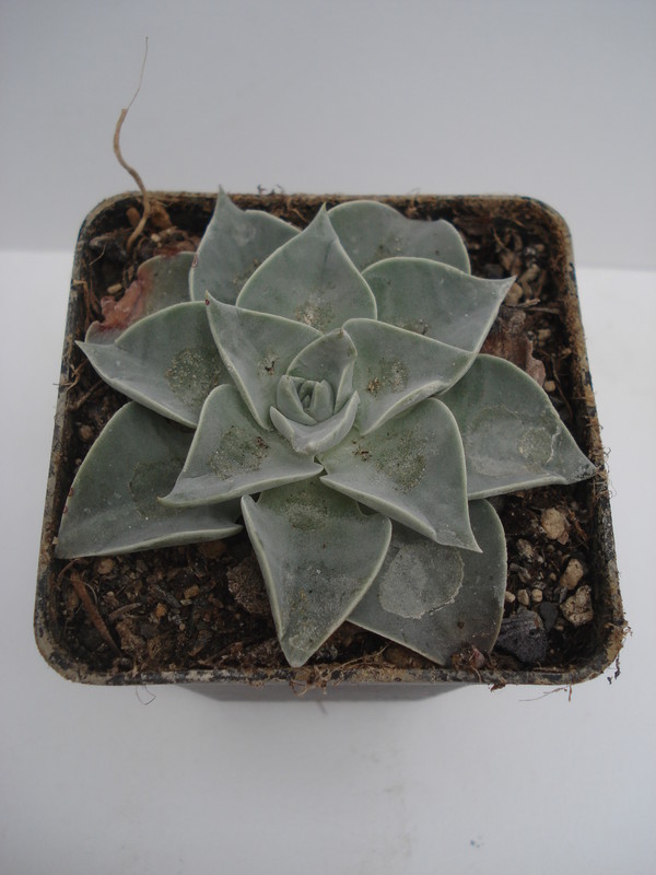 dudleya cymosa pumila