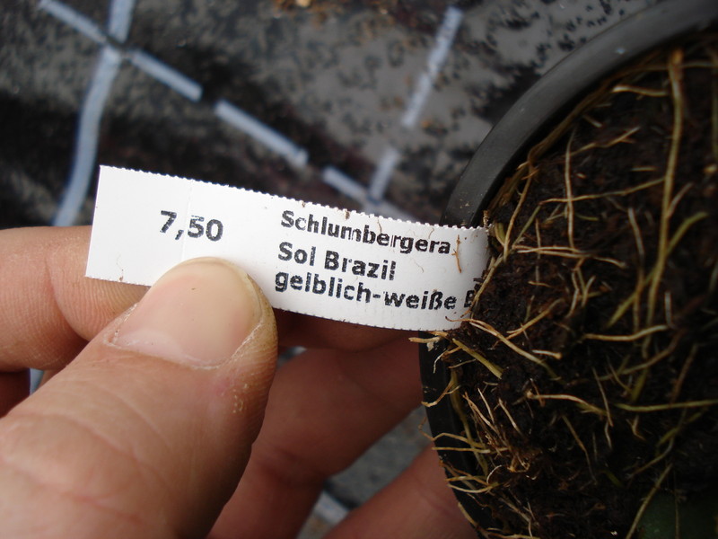 schlumbergera sol brazil 1605