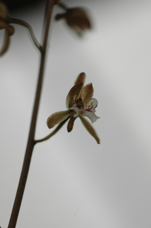 oeceoclade spatulifera 197