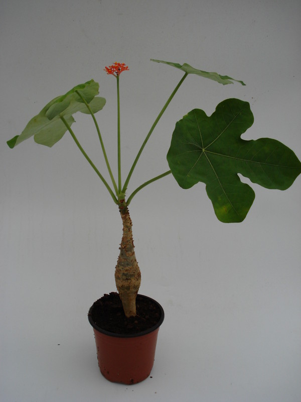 jatropha podagrica 761
