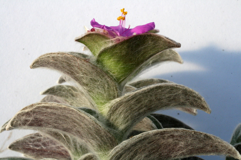 tradescantia sillamonthana 0865