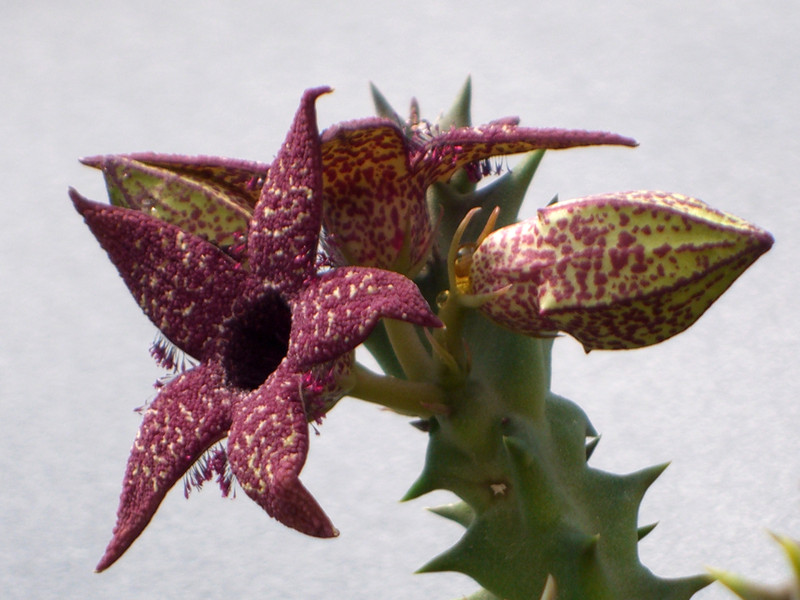 orbeopsis gerstneri elongata 1327