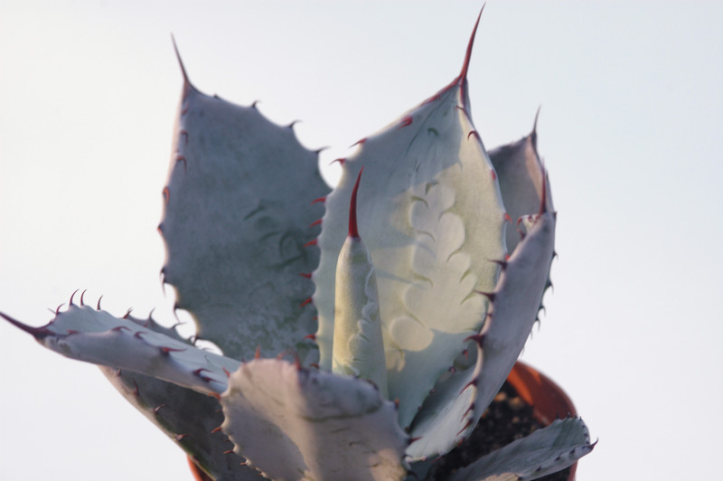 agave shrevei matapensis matape son 8559