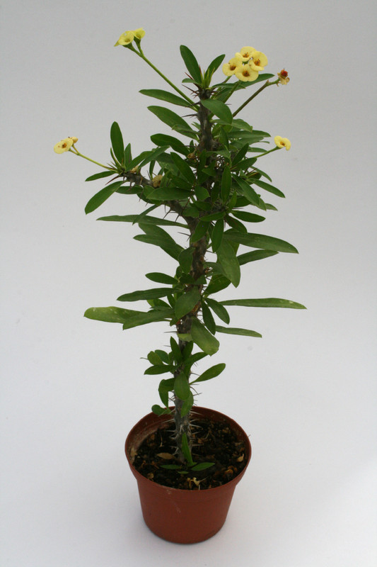 euphorbia milii cv gelbe buete 0616