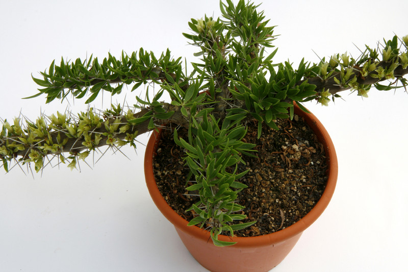 didiera trollii 9086