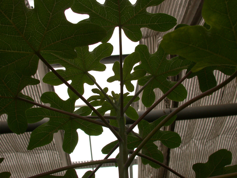 uncarina roesliana 01