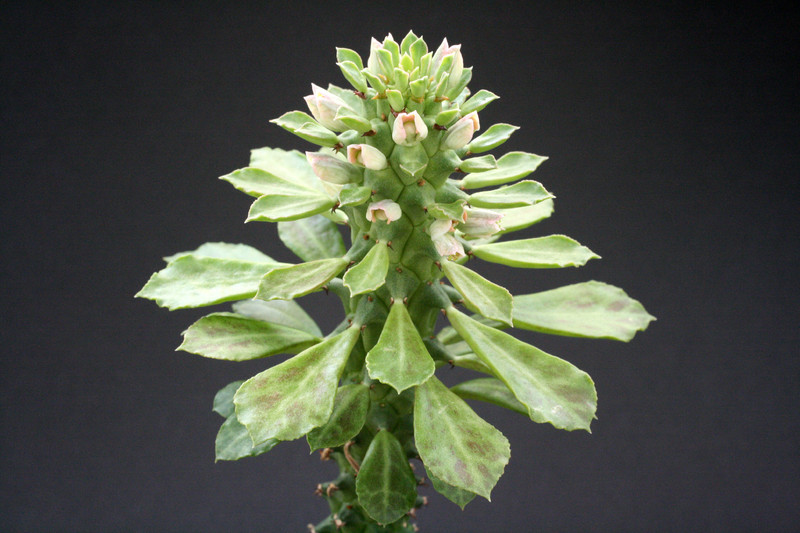 monadenium guentherie 3881