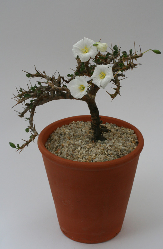 sarcocaulon vanderietiae groß 0035