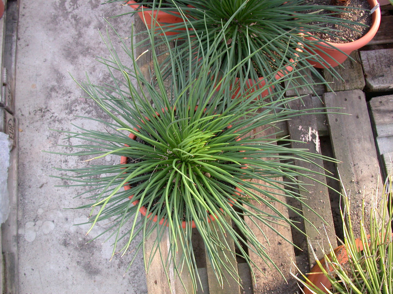 agave geminiflora 02