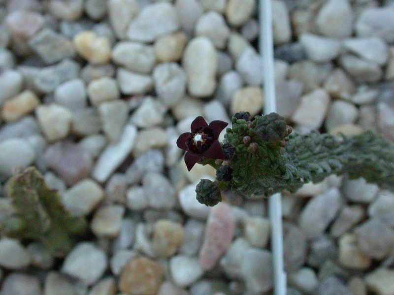 caralluma dodsoniana01