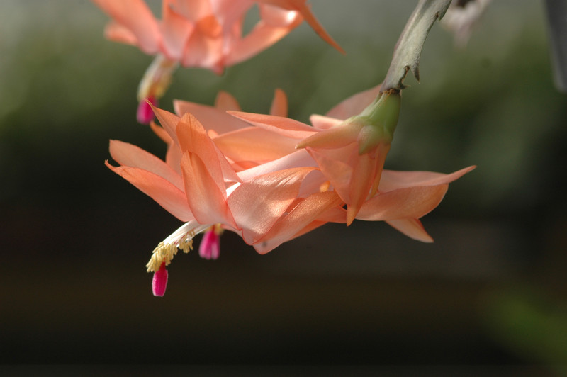 schlumbergera christmas fantasy 8192