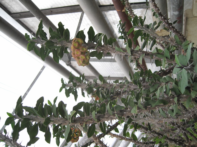 euphorbia bevilaniensis 3913