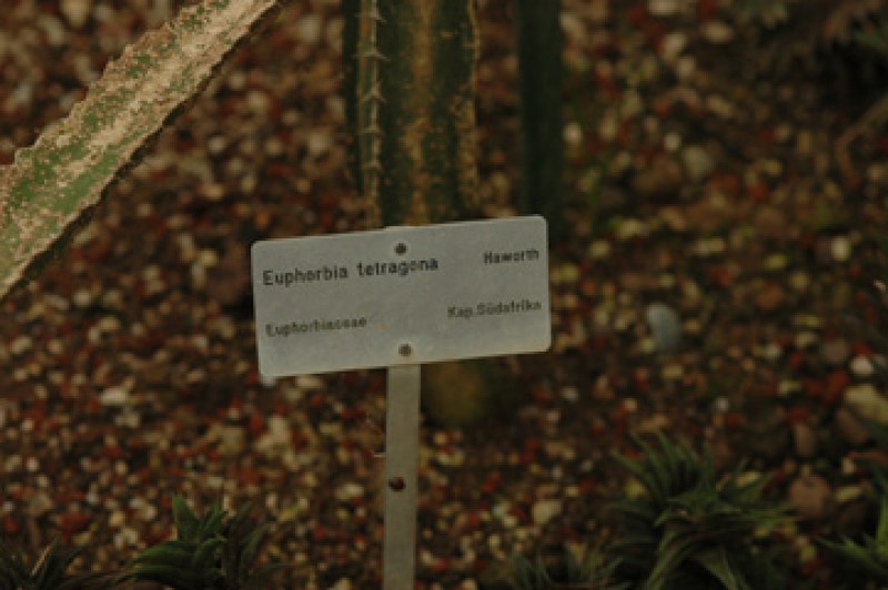 euphorbia tetragona 02