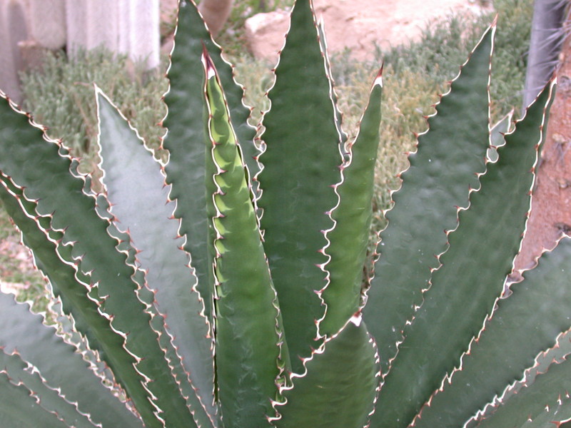 agave pavoliana 9066