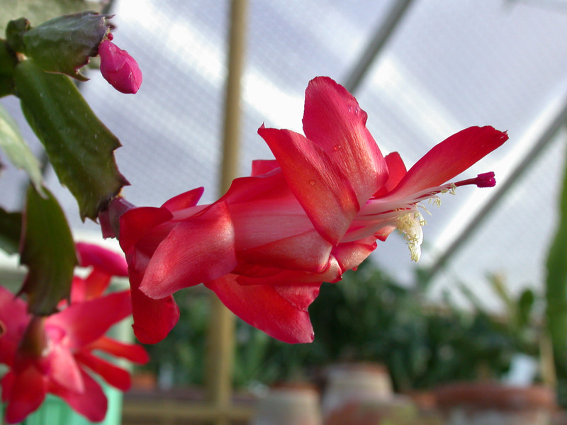 schlumbergera dark marie 03