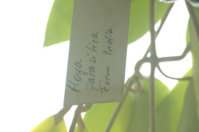 hoya parasitica india 15