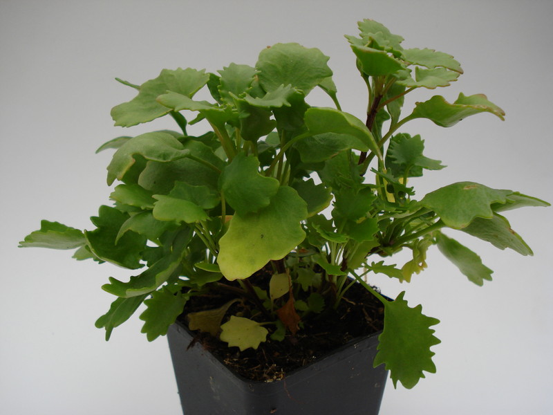 sedum popolifolium 756