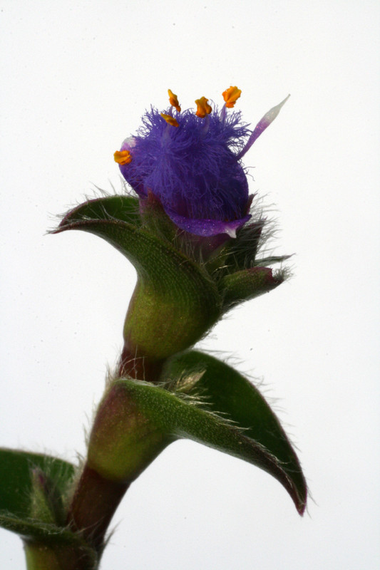 cyanotis somaliensis 0842