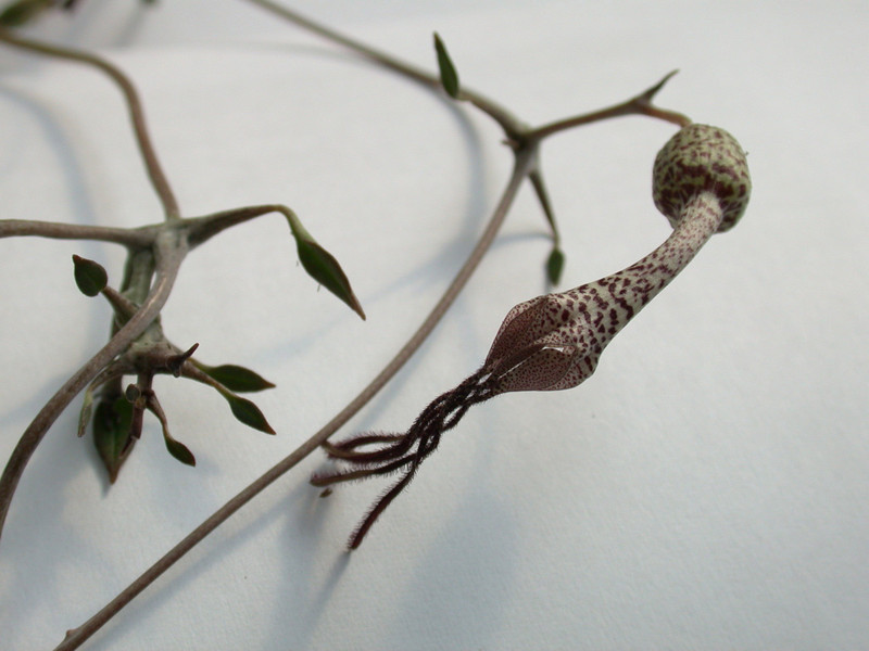 ceropegia simonae rauh73313 es3409 02
