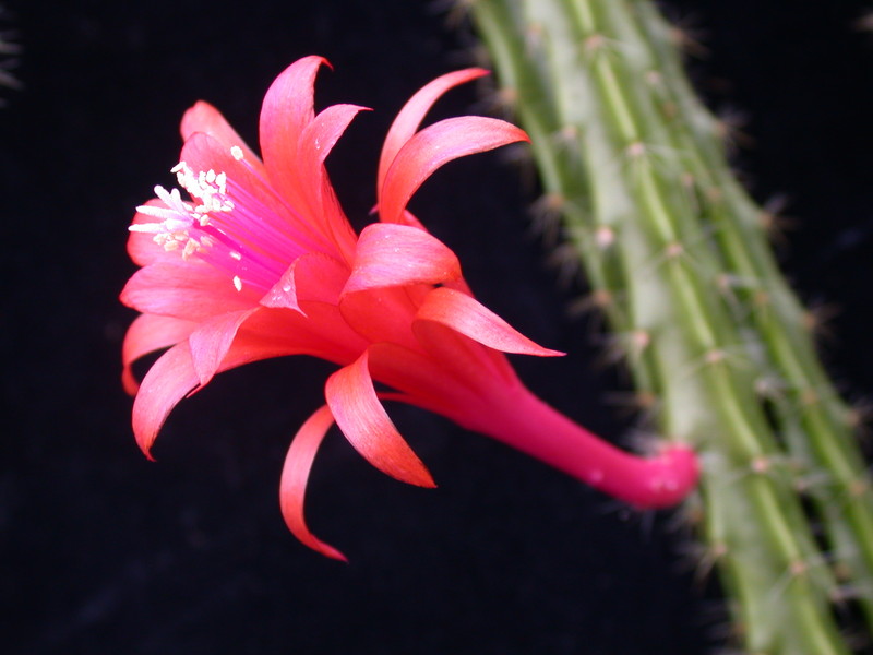 aporocactus brilliant 98335