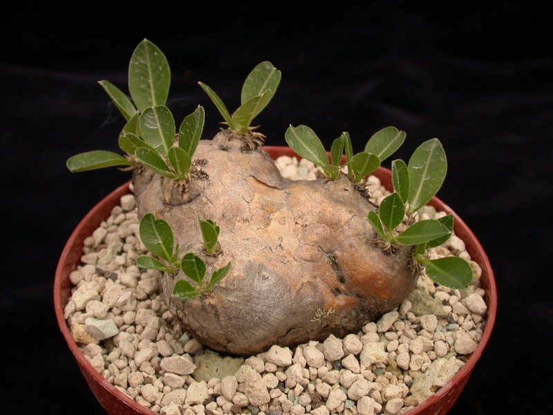 pachypodium brevicaule 01