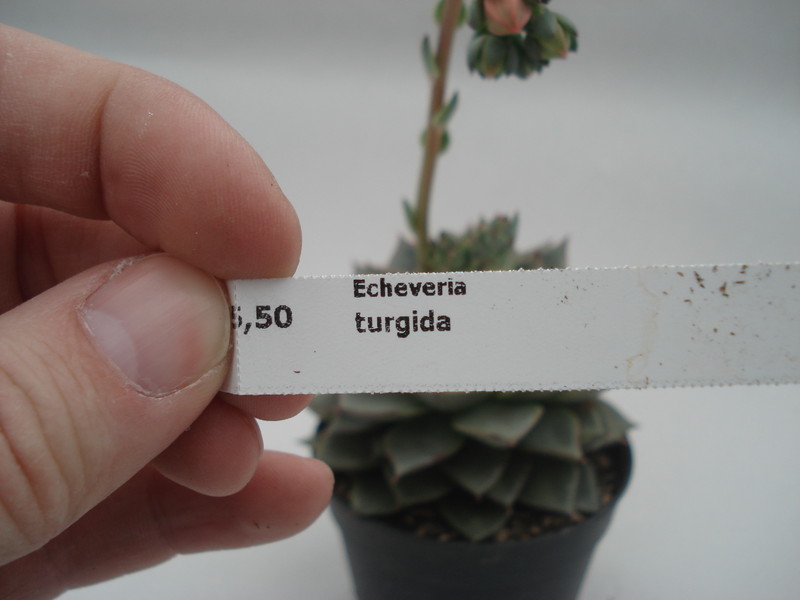 echeveria turgida 8393