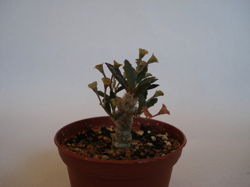 euphorbia capsaintmariensis 62