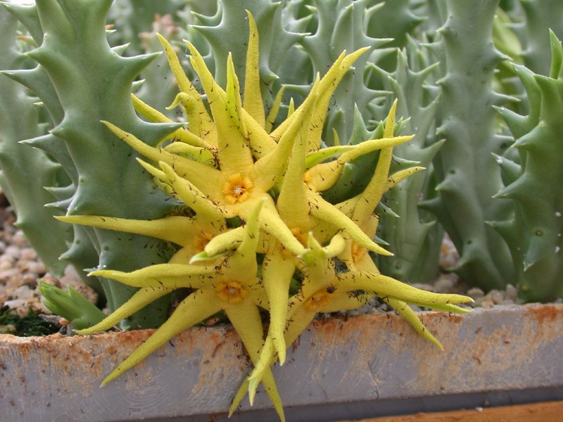 caralluma lutea vaga 2