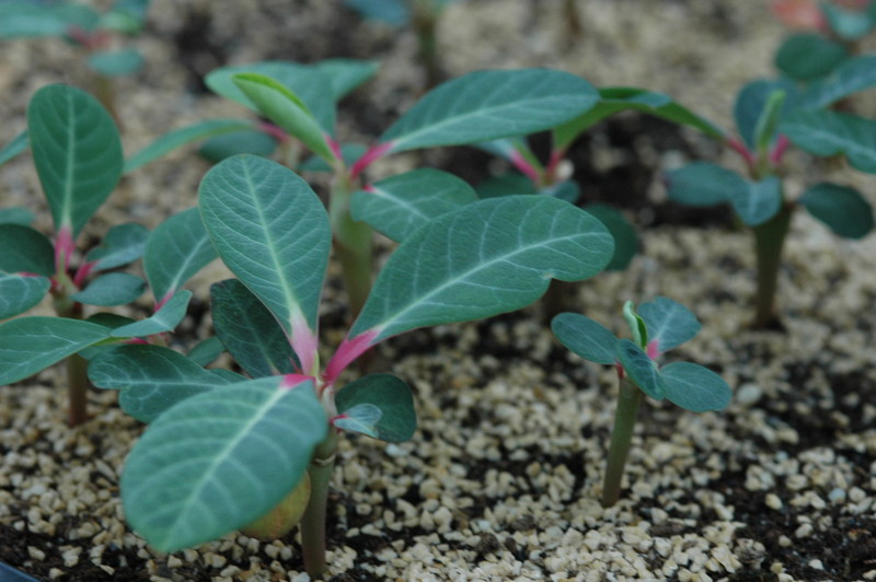 euphorbia vigueri 202